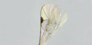 Biology: A new species of Darwin wasp from Mexico named in observance of the 2020 quarantine period