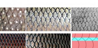 Biology: Aerodynamicists reveal link between fish scales and aircraft drag