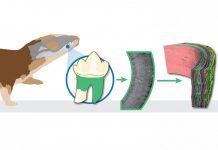 Biology: Ancient tiny teeth reveal first mammals lived more like reptiles