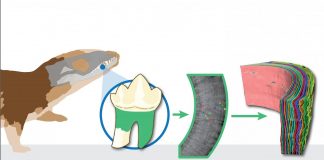 Biology: Ancient tiny teeth reveal first mammals lived more like reptiles