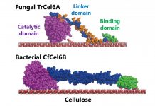 Biology: Bacterial cellulose degradation system could give boost to biofuels production