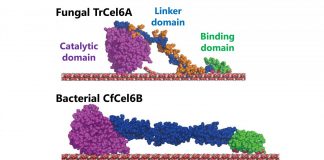 Biology: Bacterial cellulose degradation system could give boost to biofuels production