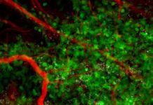 Biology: Building a Trojan Horse to fight breast cancer