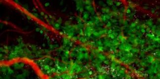 Biology: Building a Trojan Horse to fight breast cancer