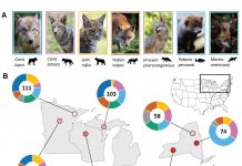 Biology: Carnivores living near people feast on human food, threatening ecosystems