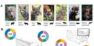 Biology: Carnivores living near people feast on human food, threatening ecosystems