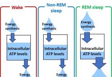 Biology: Cortex-wide variation of neuronal cellular energy levels depending on the sleep-wake states