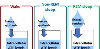Biology: Cortex-wide variation of neuronal cellular energy levels depending on the sleep-wake states