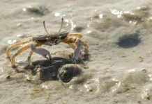 Biology: Crabs are key to ecology and economy in Oman