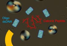 Biology: DNA-peptide interactions create complex behaviours which may have helped shape biology