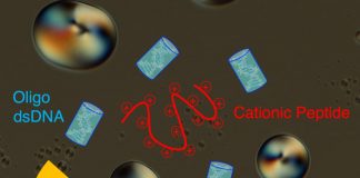 Biology: DNA-peptide interactions create complex behaviours which may have helped shape biology