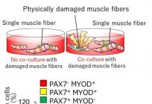 Biology: Damaged muscles don’t just die, they regenerate themselves