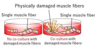 Biology: Damaged muscles don’t just die, they regenerate themselves