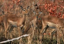 Biology: Dietary migration of Impala rivals the geographical migration of Serengeti wildebeest