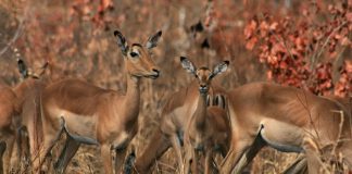 Biology: Dietary migration of Impala rivals the geographical migration of Serengeti wildebeest