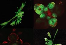 Biology: Dueling proteins give shape to plants