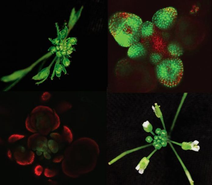 Biology: Dueling proteins give shape to plants