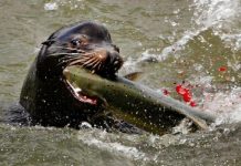 Biology: Early-arriving endangered Chinook salmon take the brunt of sea lion predation