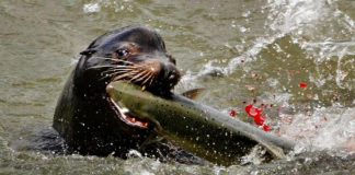 Biology: Early-arriving endangered Chinook salmon take the brunt of sea lion predation