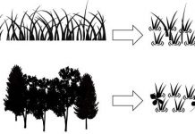 Biology: Echo from the past makes rice paddies a good home for wetland plants