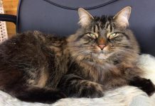 Biology: Feline friendly? How to build rap-paw with your cat – new psychology study