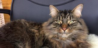 Biology: Feline friendly? How to build rap-paw with your cat – new psychology study