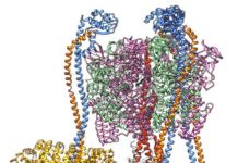 Biology: First detailed look at how molecular Ferris wheel delivers protons to cellular factories