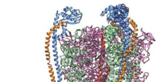 Biology: First detailed look at how molecular Ferris wheel delivers protons to cellular factories