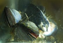 Biology: Future ocean conditions could cause significant physical changes in marine mussels