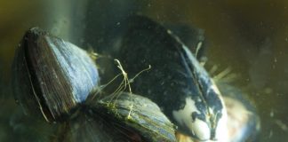 Biology: Future ocean conditions could cause significant physical changes in marine mussels