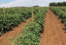 Biology: Grafting with epigenetically-modified rootstock yields surprise