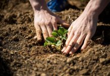 Biology: Grant awarded to study how plants affect microbiomes