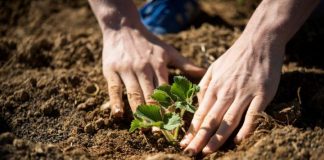 Biology: Grant awarded to study how plants affect microbiomes