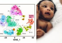 Biology: How an egg cell’s “operating manual” sets the stage for fertility