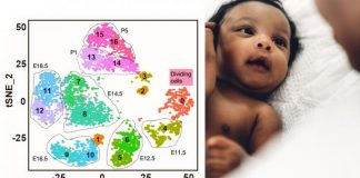 Biology: How an egg cell’s “operating manual” sets the stage for fertility