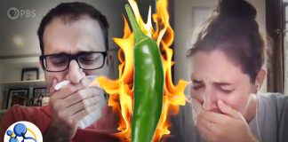 Biology: How to beat spicy pepper heat (hint: milk isn’t the best) (video)
