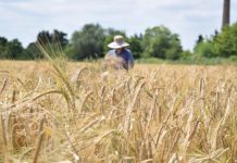 Biology: IPK researchers discover gene that ensures slim inflorescence shape of barley