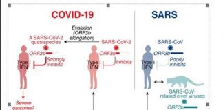 Biology: Identification of a viral factor that impairs immune responses in Coronavirus patients