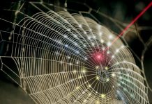 Biology: Innovation spins spider web architecture into 3D imaging technology