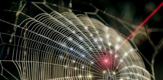 Biology: Innovation spins spider web architecture into 3D imaging technology