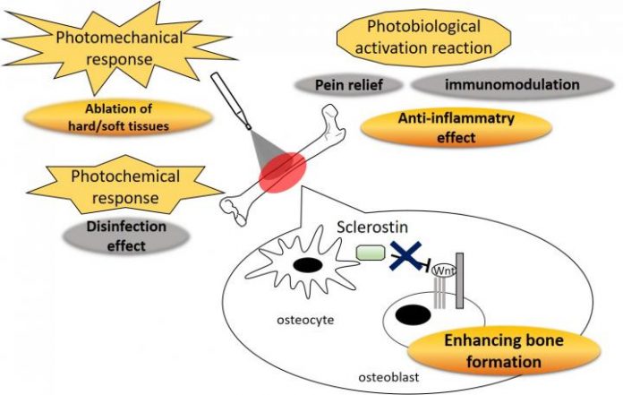 Biology: Light stimulation makes bones heavier