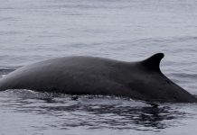Biology: Male fin whales surprise researchers by swapping songs