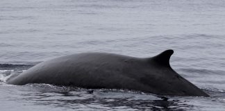 Biology: Male fin whales surprise researchers by swapping songs