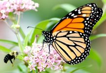 Biology: Native milkweed cultivars planted by the public can support monarch butterflies and bees
