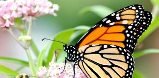 Biology: Native milkweed cultivars planted by the public can support monarch butterflies and bees
