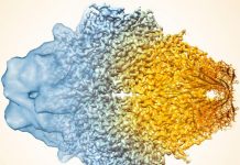 Biology: New algorithm sharpens focus of world’s most powerful microscopes