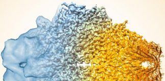 Biology: New algorithm sharpens focus of world’s most powerful microscopes