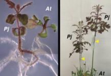 Biology: Planting parasites: Unveiling common molecular mechanisms of parasitism and grafting