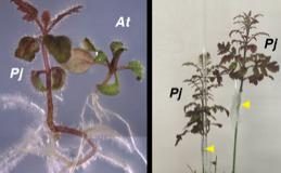 Biology: Planting parasites: Unveiling common molecular mechanisms of parasitism and grafting