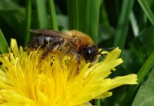 Biology: Pollinator monitoring more than pays for itself
